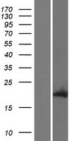 DUX1 Human Over-expression Lysate