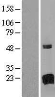 GAGE8 Human Over-expression Lysate
