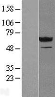 NT5C2 Human Over-expression Lysate