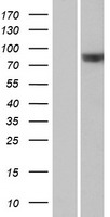RAPGEF5 Human Over-expression Lysate