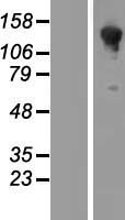 HA1 (ARHGAP45) Human Over-expression Lysate