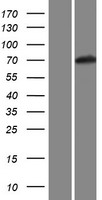Kv4.2 (KCND2) Human Over-expression Lysate