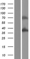 ZNF346 Human Over-expression Lysate