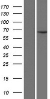 CCDC19 (CFAP45) Human Over-expression Lysate