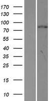 ORC3L (ORC3) Human Over-expression Lysate