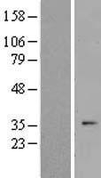 OR2F1 Human Over-expression Lysate