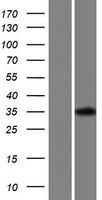 OR2A5 Human Over-expression Lysate