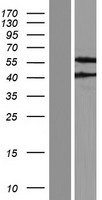 FBXO9 Human Over-expression Lysate