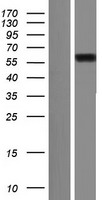 NUFIP1 Human Over-expression Lysate
