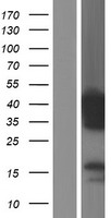 PITPNC1 Human Over-expression Lysate