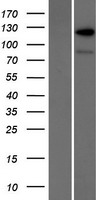 RANBP6 Human Over-expression Lysate