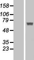 IFIT5 Human Over-expression Lysate