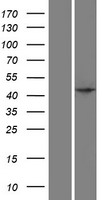 SPO11 Human Over-expression Lysate