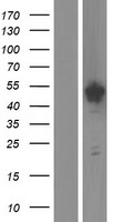 SPAG6 Human Over-expression Lysate