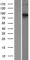 Semaphorin 3E (SEMA3E) Human Over-expression Lysate