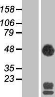 SEC14 like protein 2 (SEC14L2) Human Over-expression Lysate