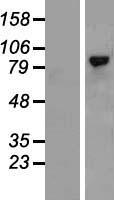 CD168 (HMMR) Human Over-expression Lysate