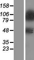 ZNF281 Human Over-expression Lysate
