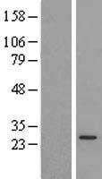 PX19 (PRELID1) Human Over-expression Lysate