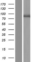 MKLN1 Human Over-expression Lysate