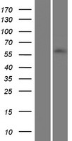 ZNF215 Human Over-expression Lysate