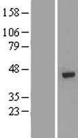 DNA polymerase mu (POLM) Human Over-expression Lysate