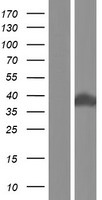SNX15 Human Over-expression Lysate