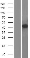 SLC30A4 Human Over-expression Lysate