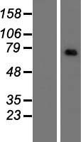 CNOT4 Human Over-expression Lysate