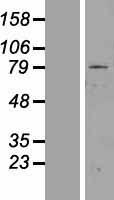 ZNF225 Human Over-expression Lysate