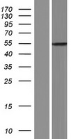 SLC16A8 Human Over-expression Lysate