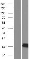 NENF Human Over-expression Lysate