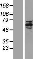 MADM (NRBP1) Human Over-expression Lysate