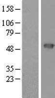 PSCD4 (CYTH4) Human Over-expression Lysate
