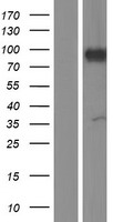 ARHGAP6 Human Over-expression Lysate