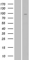 NRG2 Human Over-expression Lysate