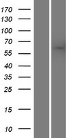 SACM1L Human Over-expression Lysate