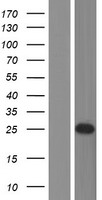 CHMP2B Human Over-expression Lysate