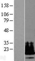 C19orf53 Human Over-expression Lysate