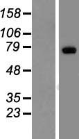 Low density lipoprotein receptor related protein 10 (LRP10) Human Over-expression Lysate