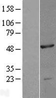 NOB1 Human Over-expression Lysate
