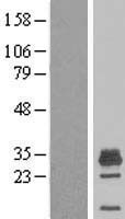 MAGEH1 Human Over-expression Lysate