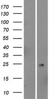 PSORS1C2 Human Over-expression Lysate