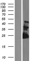 FAM156A Human Over-expression Lysate