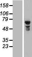 NUPL1 (NUP58) Human Over-expression Lysate
