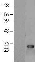 NUDT5 Human Over-expression Lysate