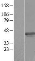 HSPC142 (BABAM1) Human Over-expression Lysate
