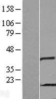 PHPT1 Human Over-expression Lysate