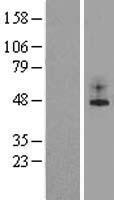 KCNK2 Human Over-expression Lysate