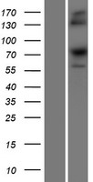 SRP68 Human Over-expression Lysate